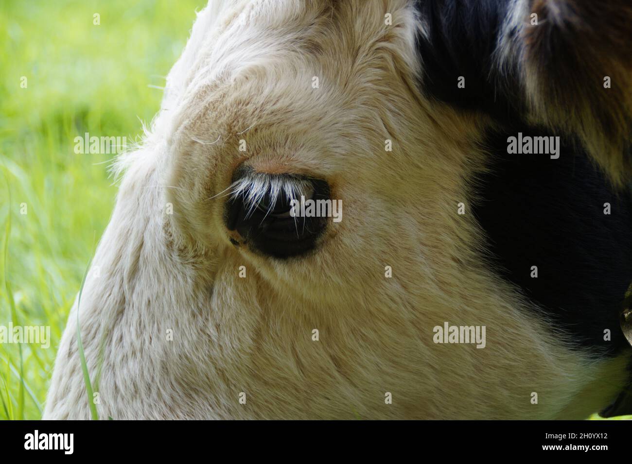 Una bella mucca che guarda da vicino nella macchina fotografica nel villaggio bavarese Birkach (Germania) Foto Stock