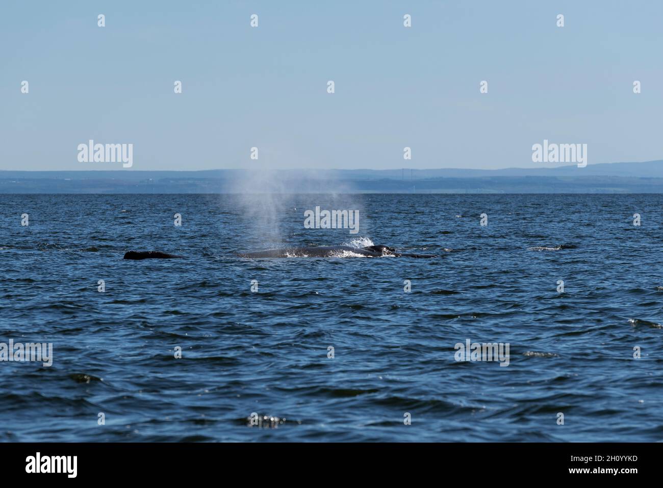Canada, Quebec, Jacques Cartier NP, balene Foto Stock