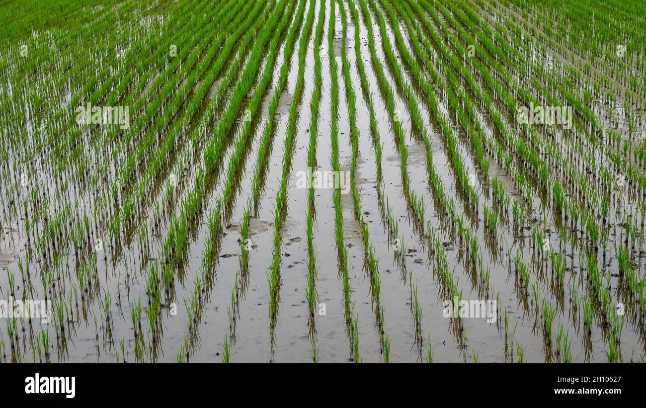 Risaie verdi asiatiche. Primo piano immagine del risone campo Foto Stock