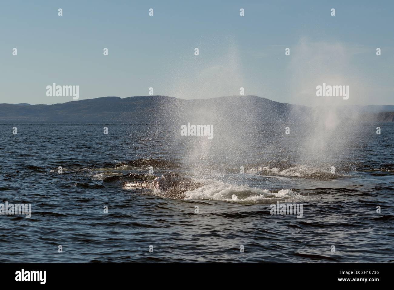 Canada, Quebec, Jacques Cartier NP, balene Foto Stock