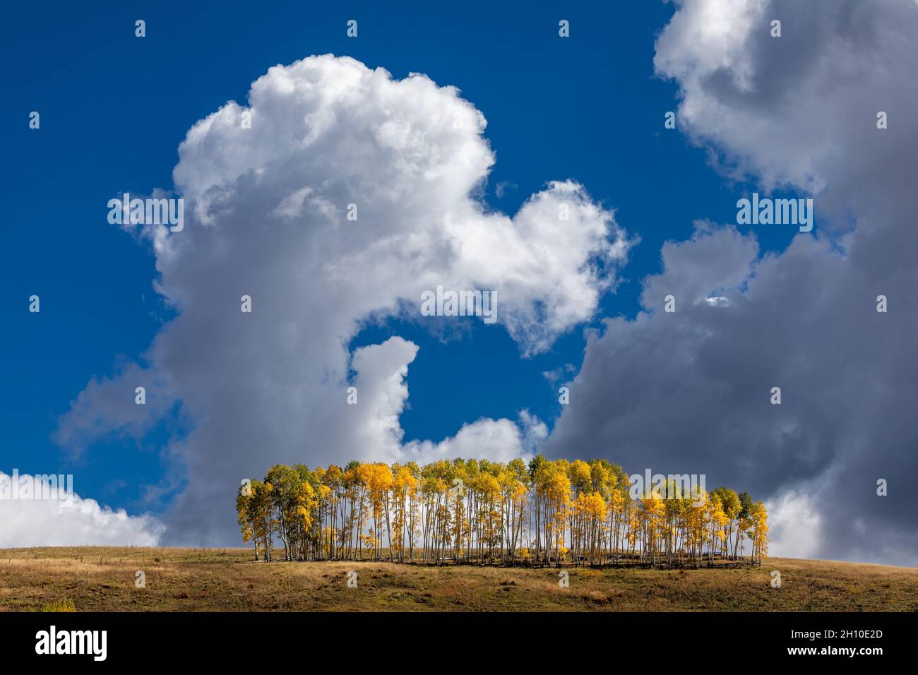 Caduta Aspen alberi con cielo blu e le nuvole di cumulo a Telluride, Colorado Foto Stock