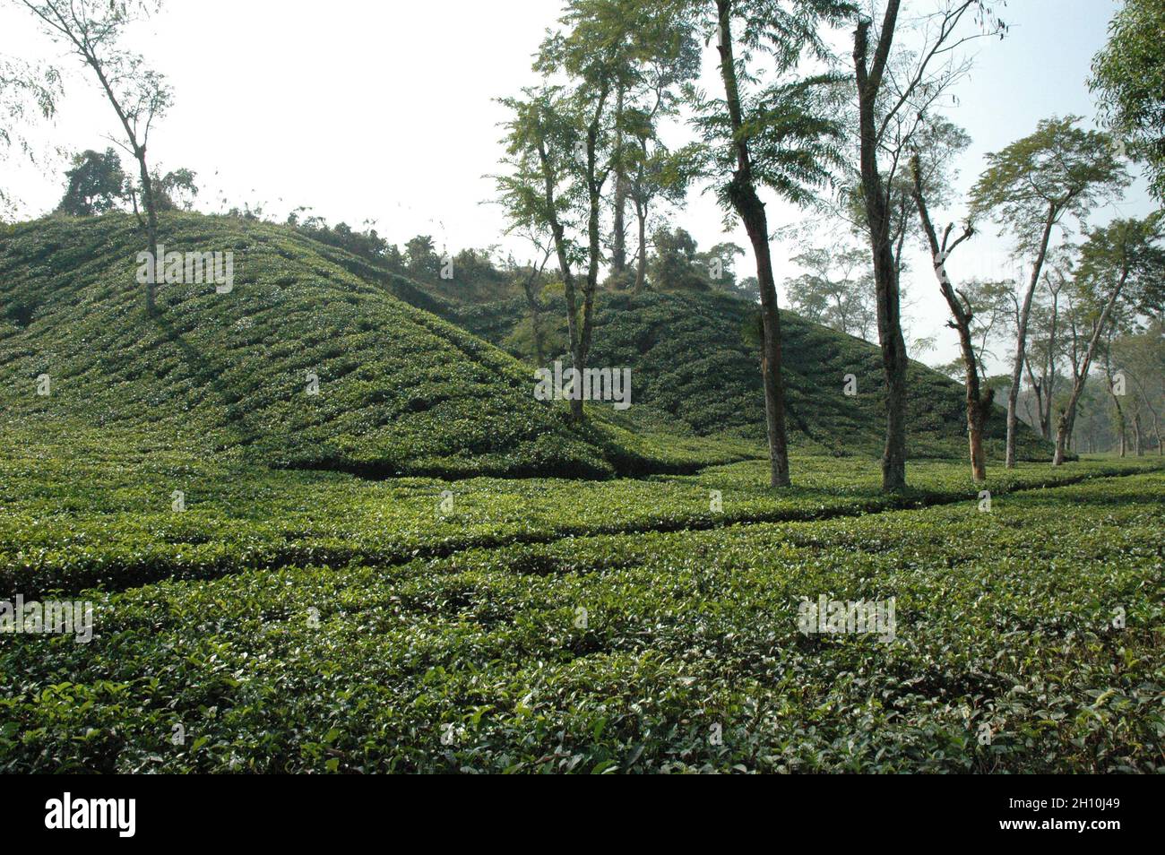 Sylhet Tea Garden. Bangladesh. 1° gennaio 2006. Foto Stock