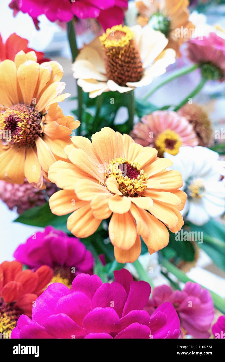 Bouquet di fiori autunnali con zinnie per sfondo floreale autunnale Foto Stock
