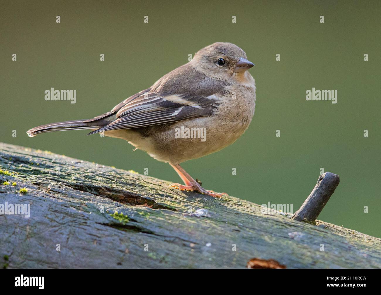 Un primo piano di una femmina Chaffinch (Fringilla coelebs) in piedi su un tronco. Suffolk UK Foto Stock