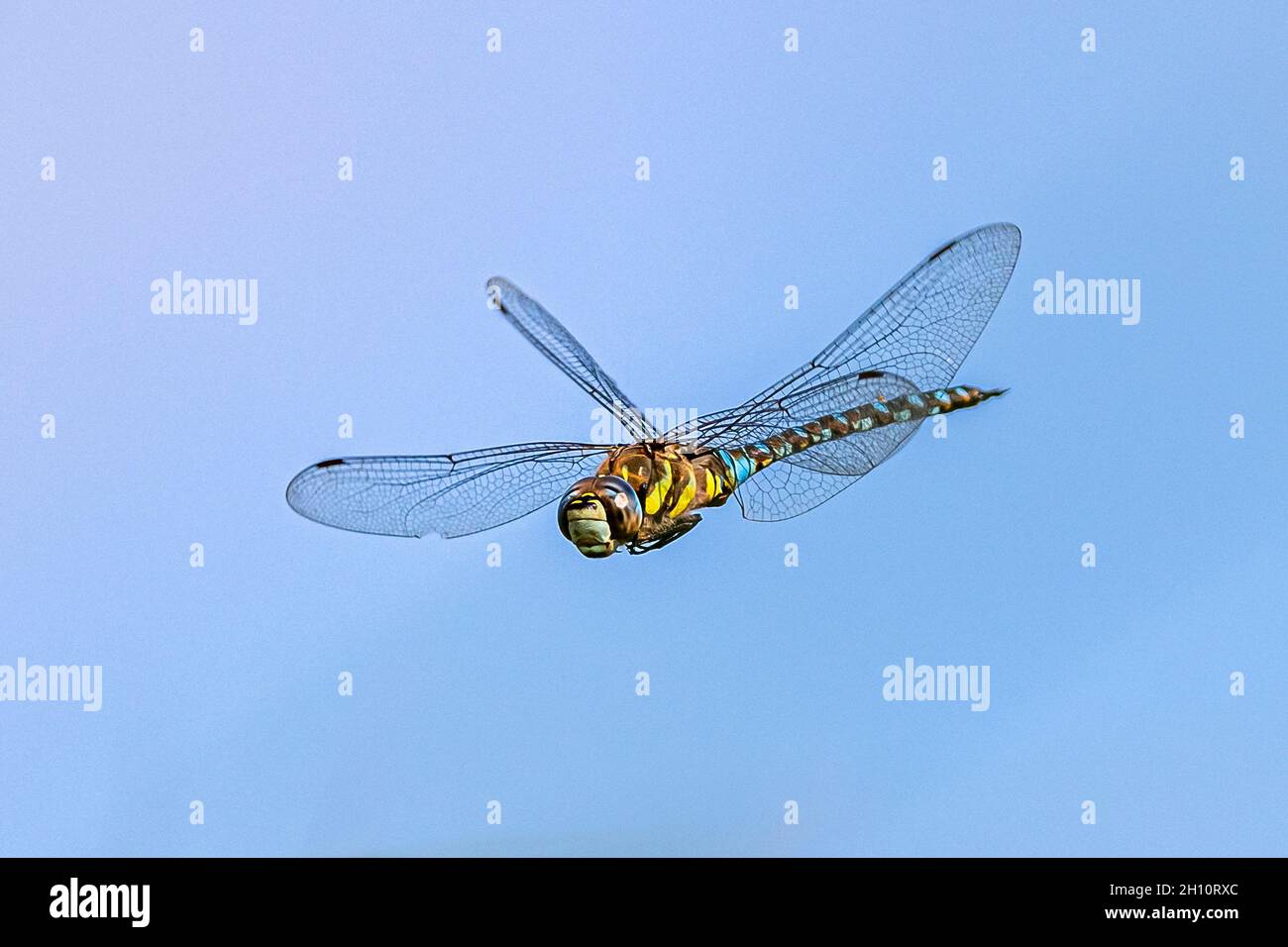grande libellula colorata volare in cielo blu - immagine ad alta velocità Foto Stock