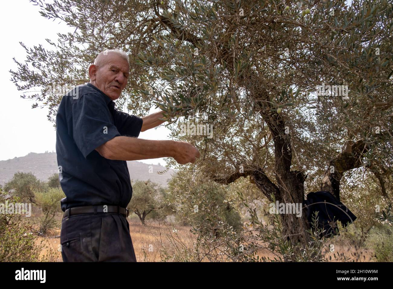 Un uomo palestinese raccoglie olive in un uliveto vicino all'insediamento ebraico di Eli il 14 ottobre 2021 in Cisgiordania, Israele. La raccolta delle olive è un antico rito palestinese, che segna il cambiamento delle stagioni intorno a ottobre e novembre. L'industria dell'olio d'oliva è importante per le comunità palestinesi, con i suoi profitti che sostengono i mezzi di sussistenza di circa 80,000 famiglie. Foto Stock