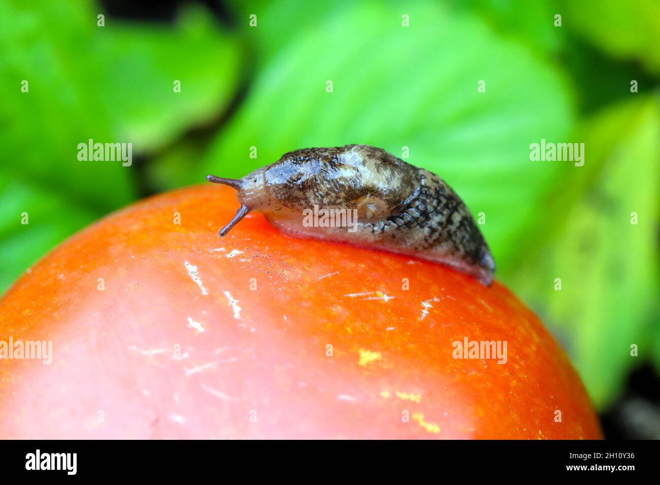Slug - Pest di piante su pomodoro. Lumache mangia una varietà di piante in giardino tra cui verdure, fiori ed erbe. Foto Stock