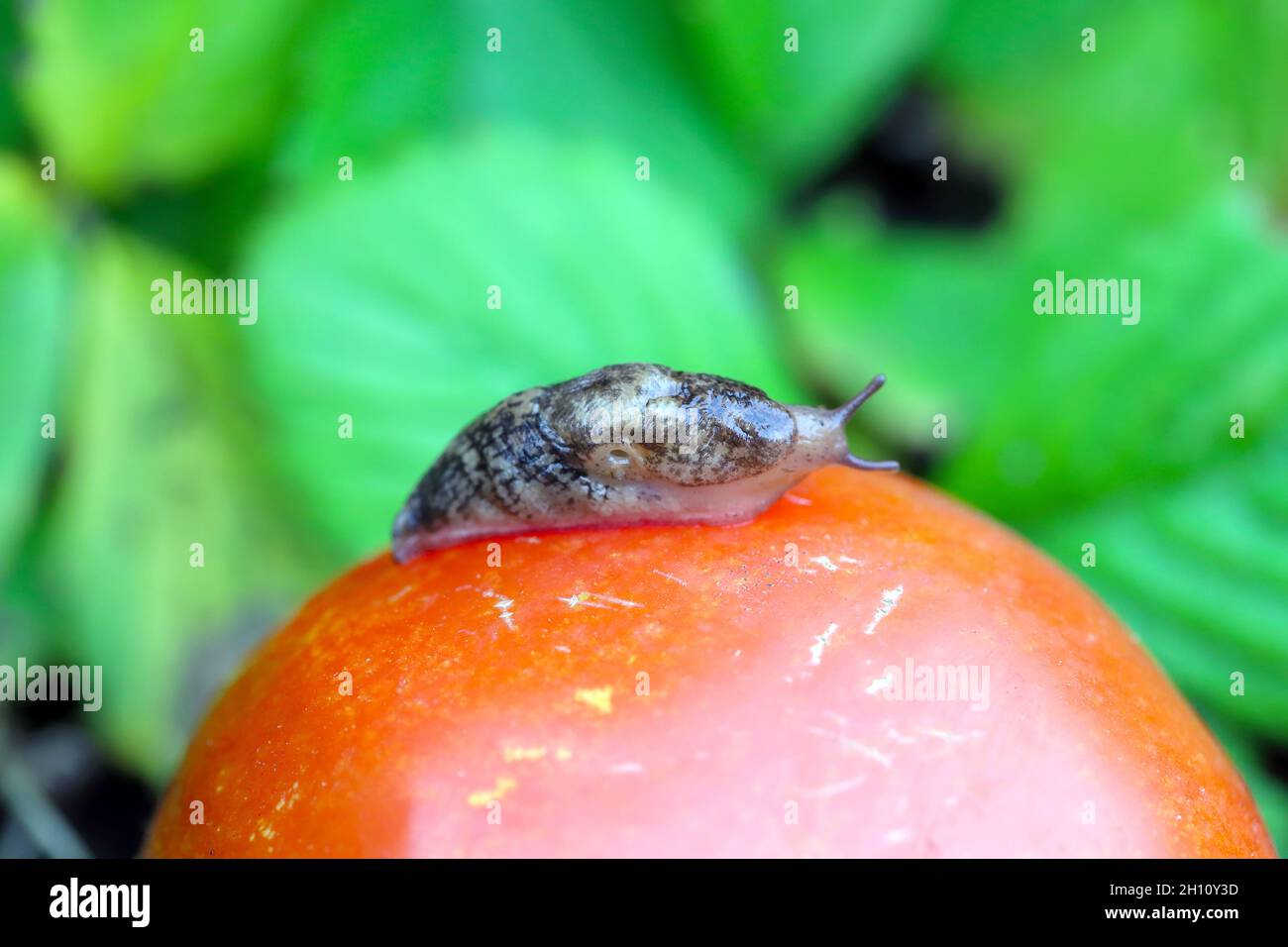 Slug - Pest di piante su pomodoro. Lumache mangia una varietà di piante in giardino tra cui verdure, fiori ed erbe. Foto Stock