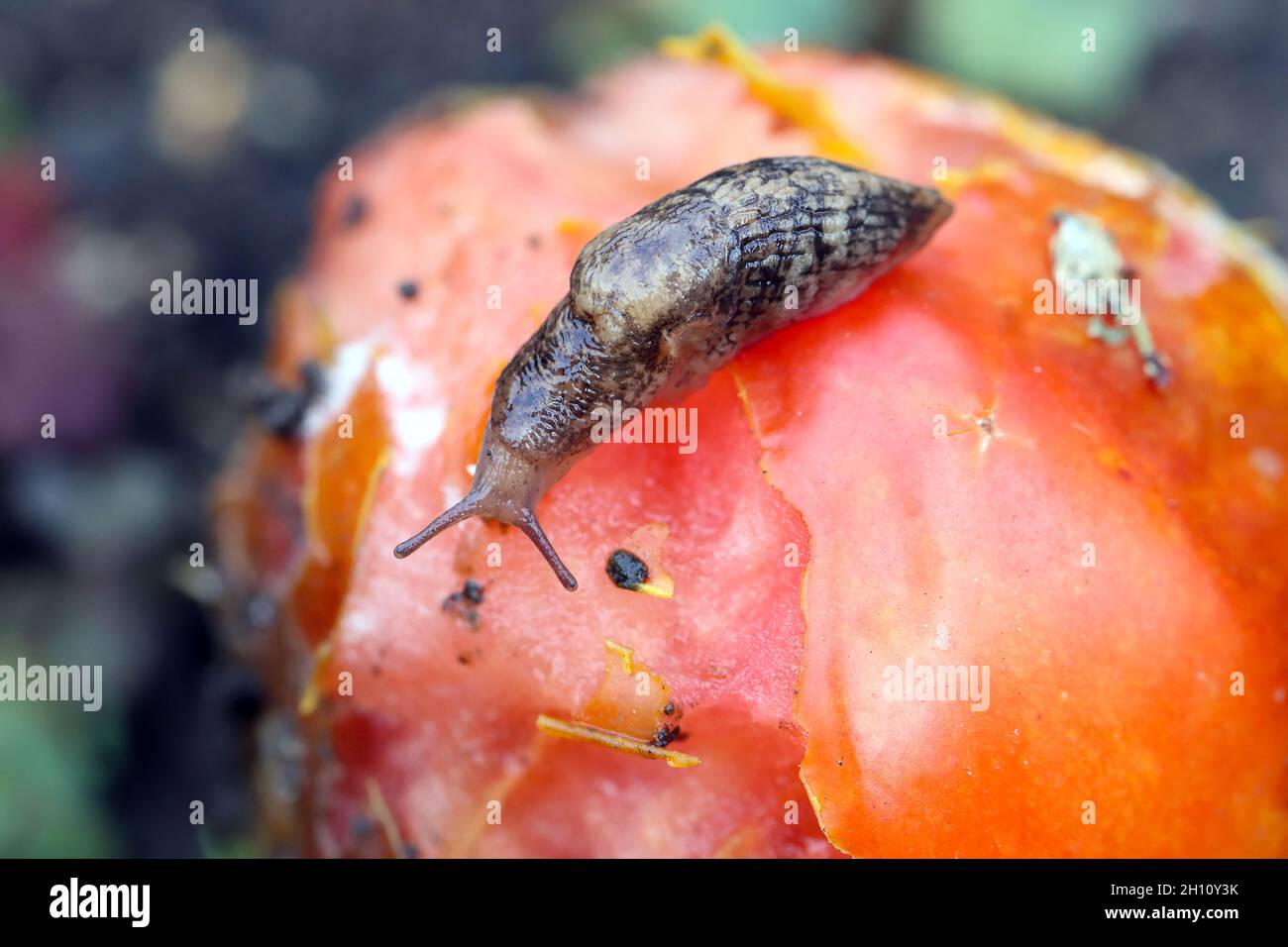 Slug - Pest di piante su pomodoro. Lumache mangia una varietà di piante in giardino tra cui verdure, fiori ed erbe. Foto Stock