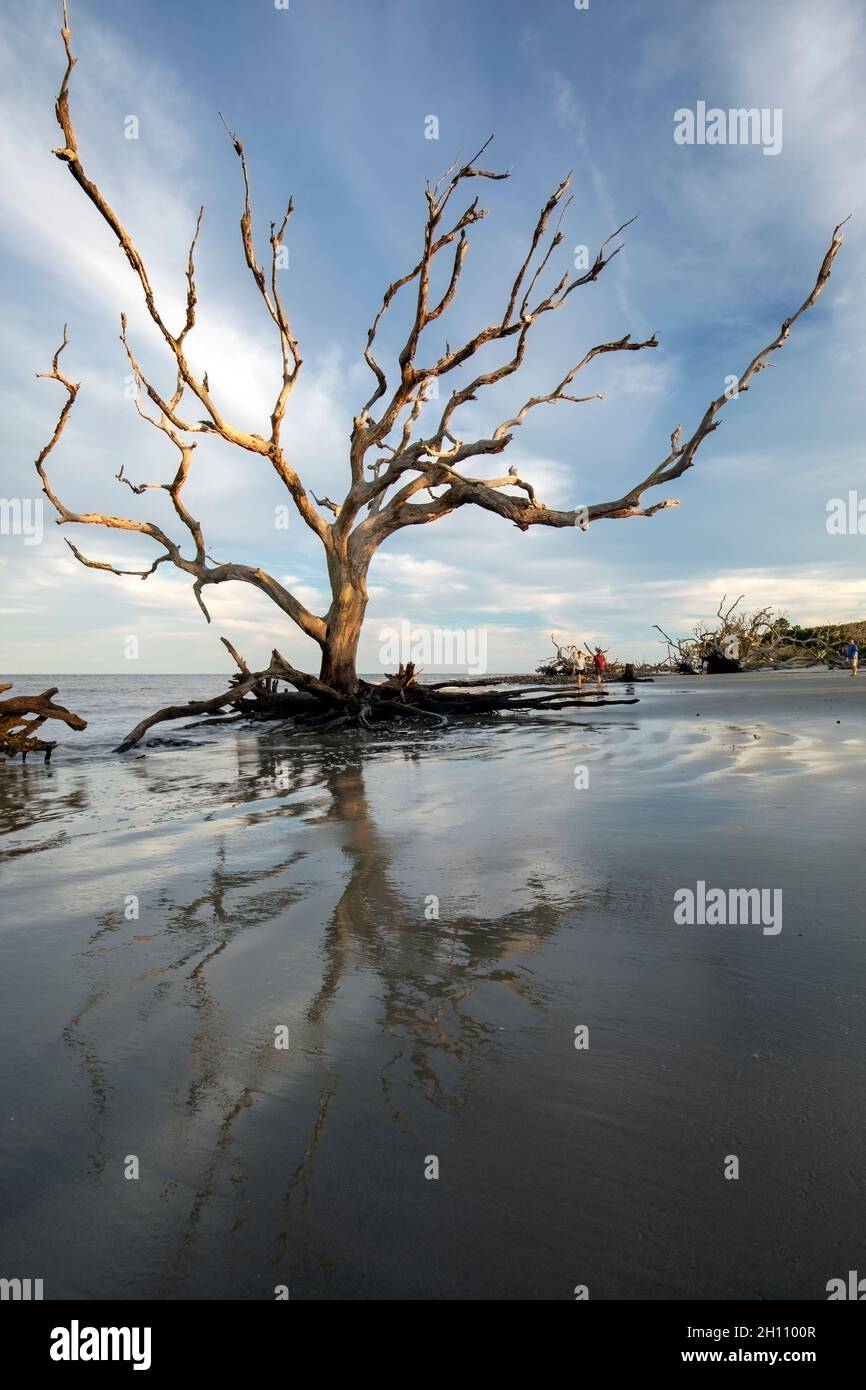 Alberi di gnarled sulla spiaggia di Driftwood - Isola di Jekyll, Georgia, Stati Uniti Foto Stock