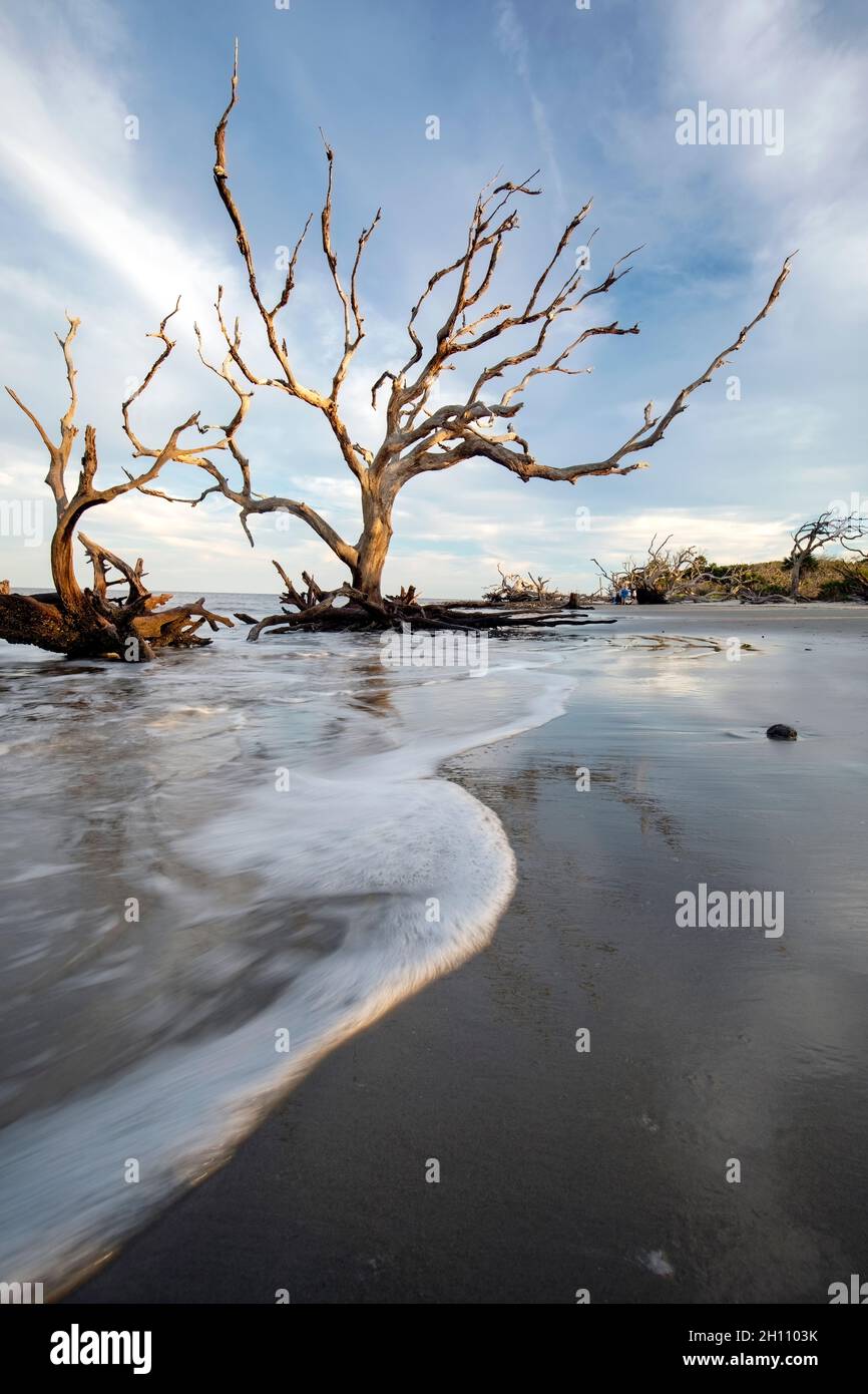 Alberi di gnarled sulla spiaggia di Driftwood - Isola di Jekyll, Georgia, Stati Uniti Foto Stock
