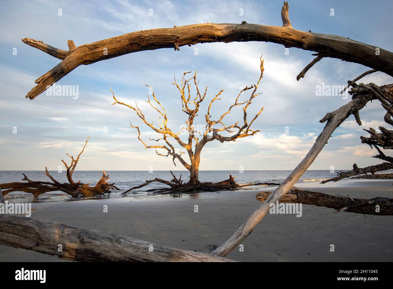 Alberi di gnarled sulla spiaggia di Driftwood - Isola di Jekyll, Georgia, Stati Uniti Foto Stock