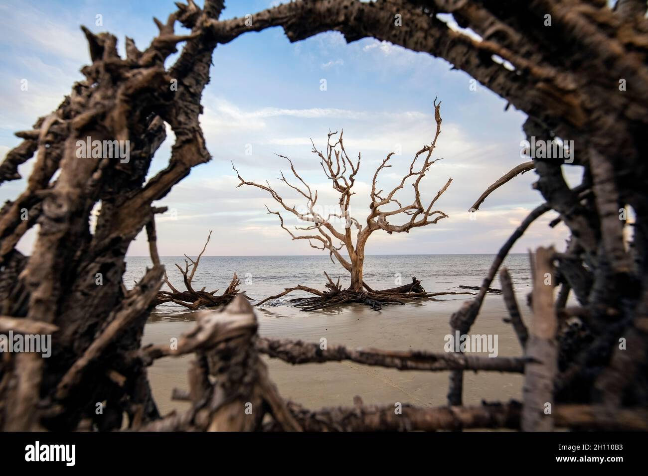 Alberi di gnarled sulla spiaggia di Driftwood - Isola di Jekyll, Georgia, Stati Uniti Foto Stock