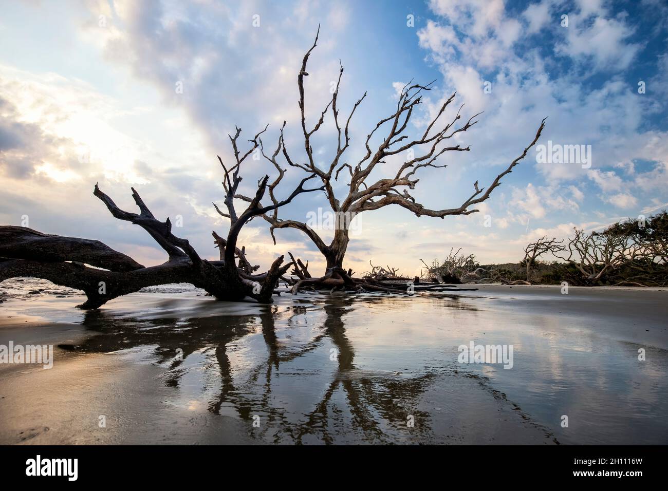 Alberi di gnarled sulla spiaggia di Driftwood - Isola di Jekyll, Georgia, Stati Uniti Foto Stock