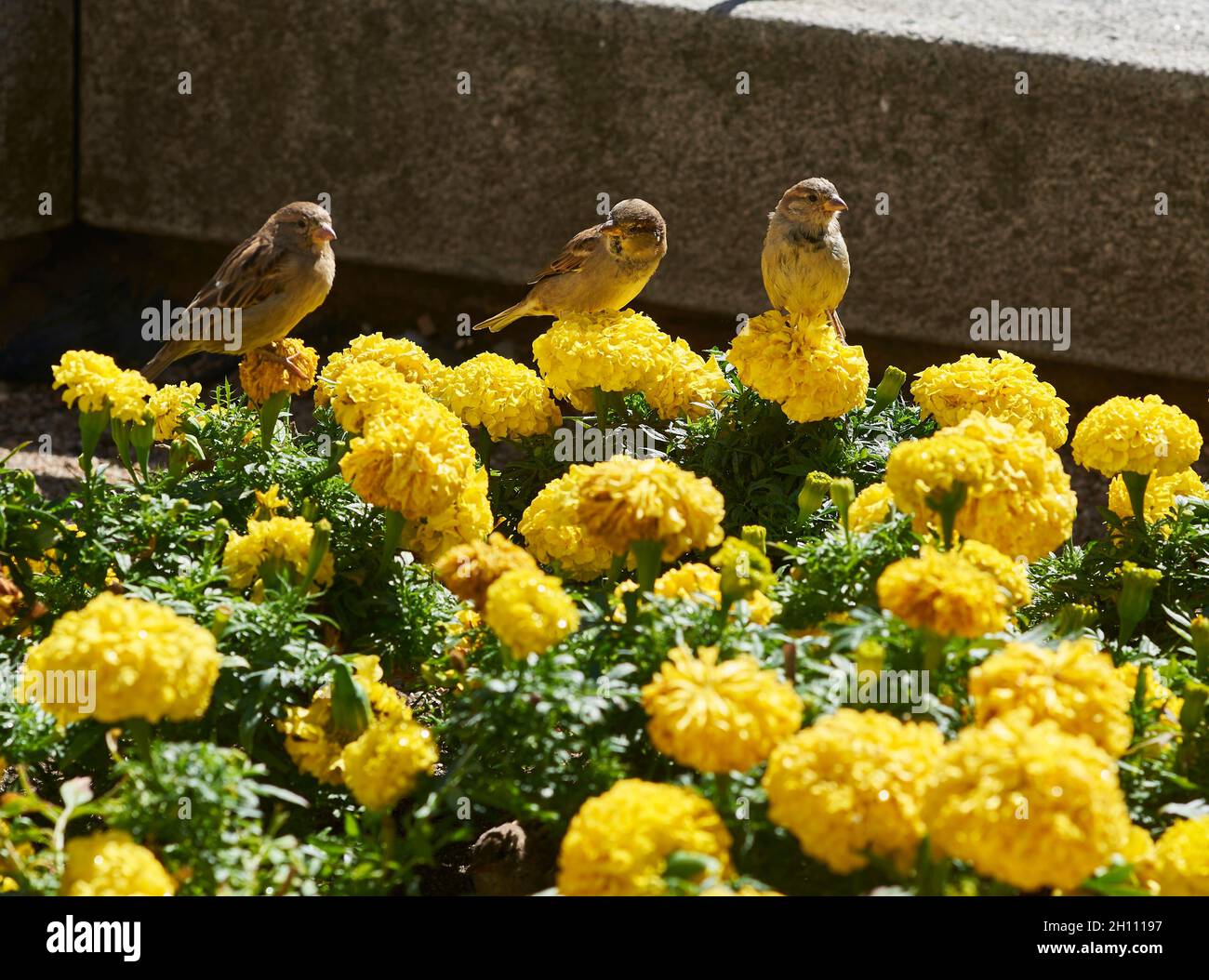 Tre passeri arroccati su garofani gialli. Foto Stock