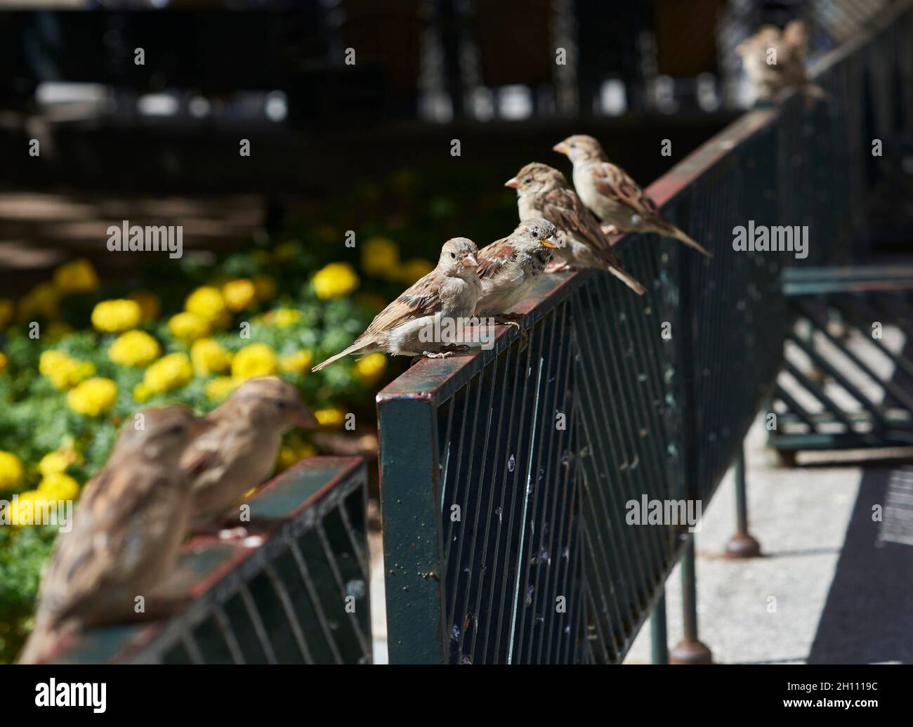 Tre passeri appollaiarono su una recinzione di ferro. Foto Stock