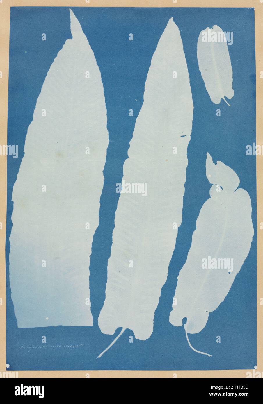 Scolopendrium Vulgare, 1852-1854. Anna Atkins (British, 1799-1871). Cyanotype; immagine: 33,3 x 22,9 cm (13 1/8 x 9 in.); carta: 48,3 x 37,5 cm (19 x 14 3/4 in.); mascherino: 61 x 50,8 cm (24 x 20 in.). Foto Stock