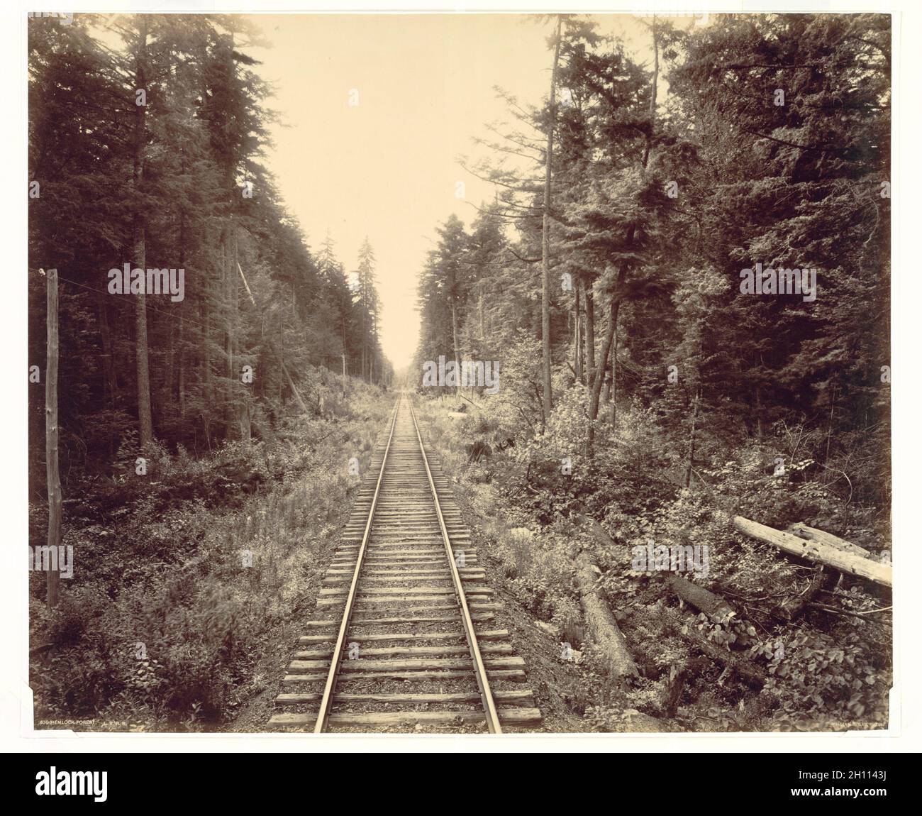 Hemlock Forest, Lehigh Valley Railroad, c. 1895. William H. Rau (americano, 1855-1920). Stampa albume da collodio umido negativo; immagine: 43.2 x 51.8 cm (17 x 20 3/8 poll.); montata: 43.5 x 52.5 cm (17 1/8 x 20 11/16 poll.); opaca: 76.2 x 81.3 cm (30 x 32 poll.). Foto Stock