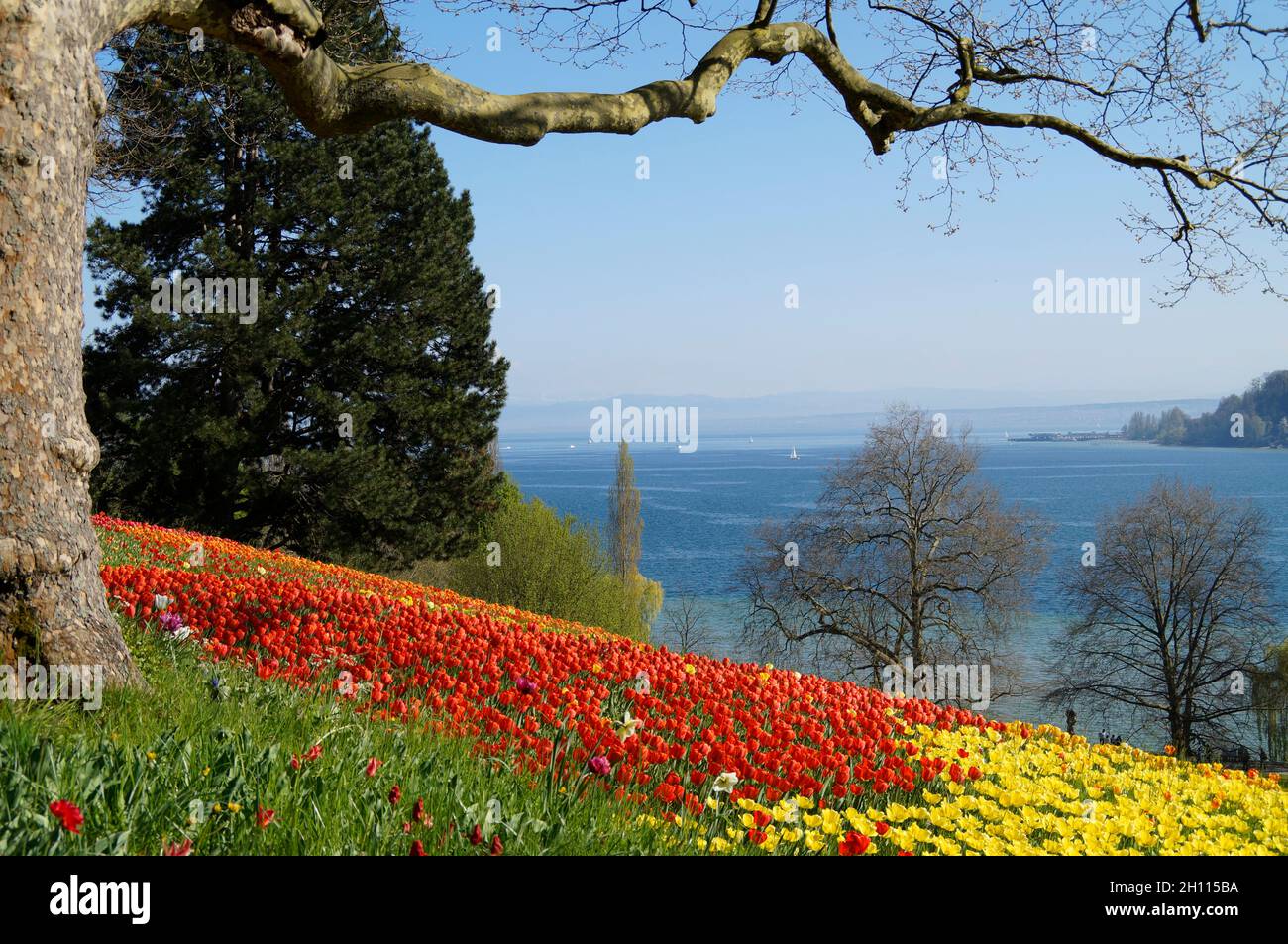 Un bel prato pieno di tulipani colorati con il lago di Costanza sullo sfondo (Isola dei Fiori di Mainau in Germania) Foto Stock