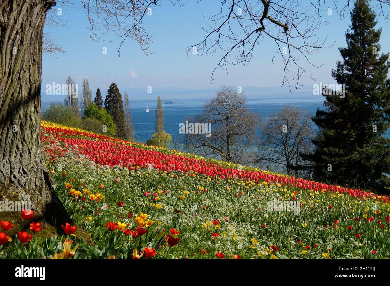 Un bel prato pieno di tulipani colorati con il lago di Costanza sullo sfondo (Isola dei Fiori di Mainau in Germania) Foto Stock