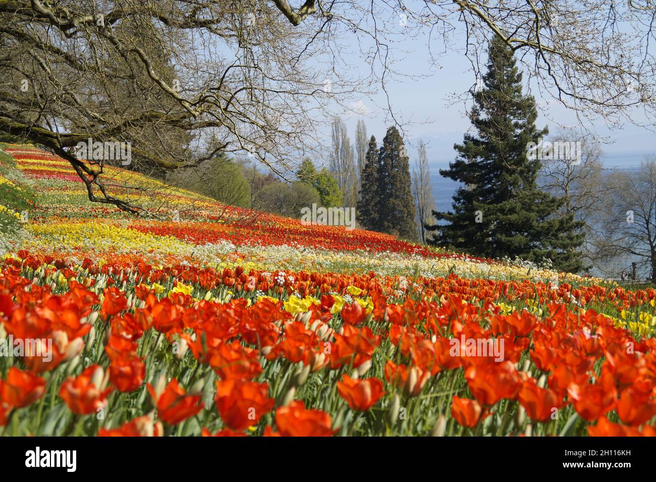 Un bel prato pieno di tulipani colorati con il lago di Costanza sullo sfondo (Isola dei Fiori di Mainau in Germania) Foto Stock