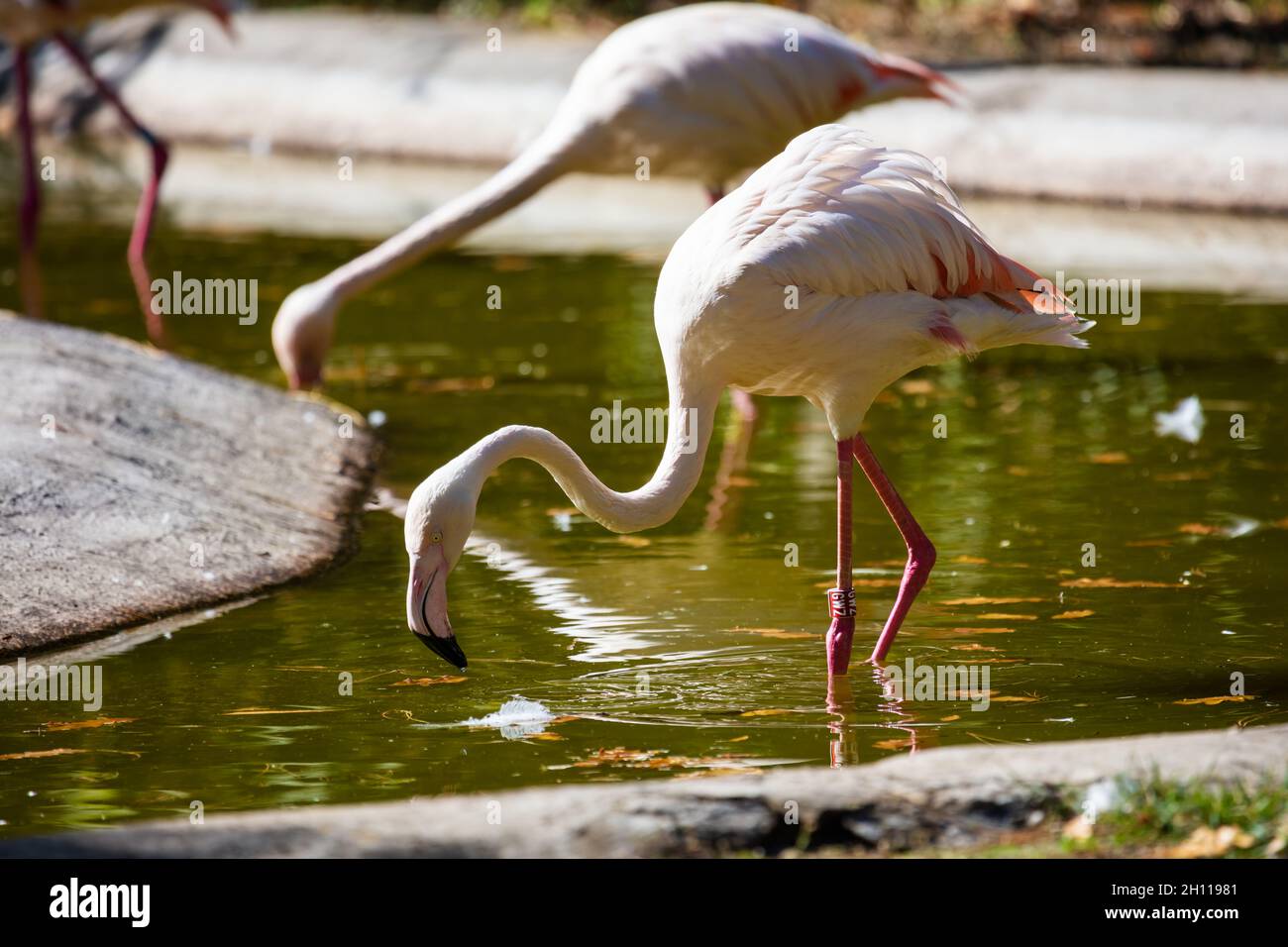 Più grande fenicottero. Uccelli e uccelli. Mondo dell'acqua e fauna. Fauna selvatica e zoologia. Fotografia della natura e degli animali. Foto Stock
