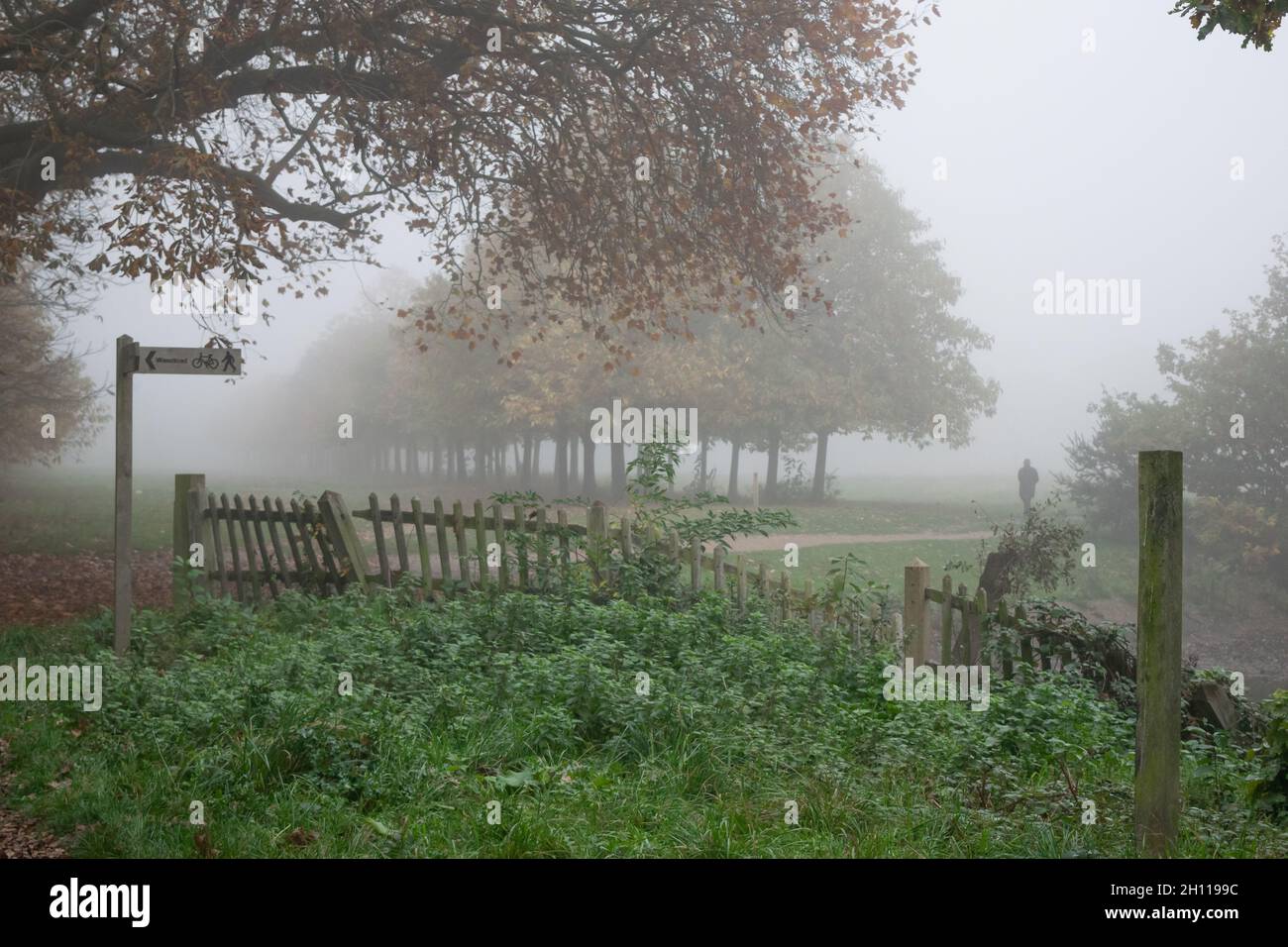Recinzione di legno e fogliame al parco di Wanstead coperto di nebbia durante l'autunno a Londra Foto Stock