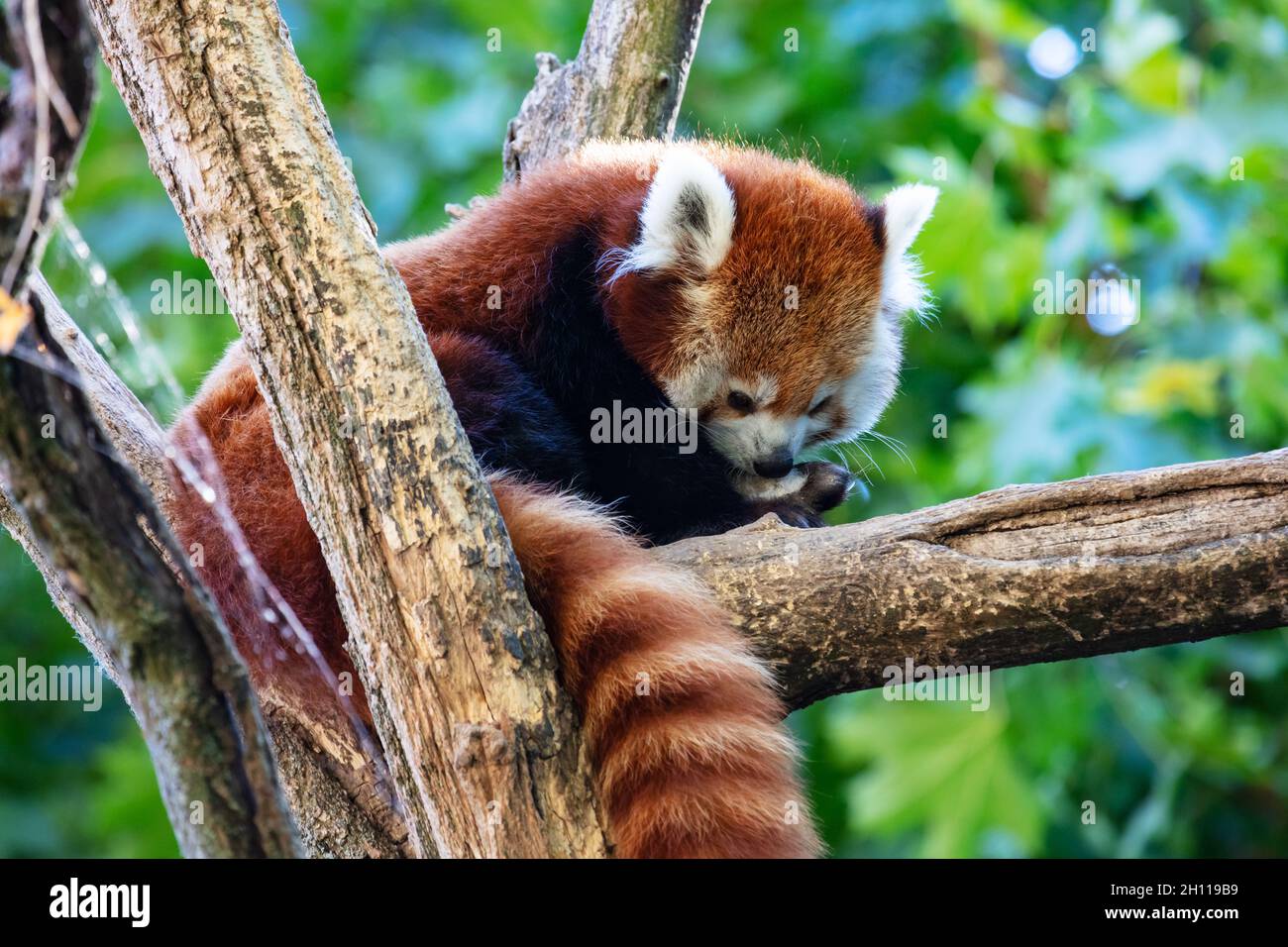 Panda rosso. Mammiferi e mammiferi. Terra mondo e fauna. Fauna selvatica e zoologia. Fotografia della natura e degli animali. Foto Stock