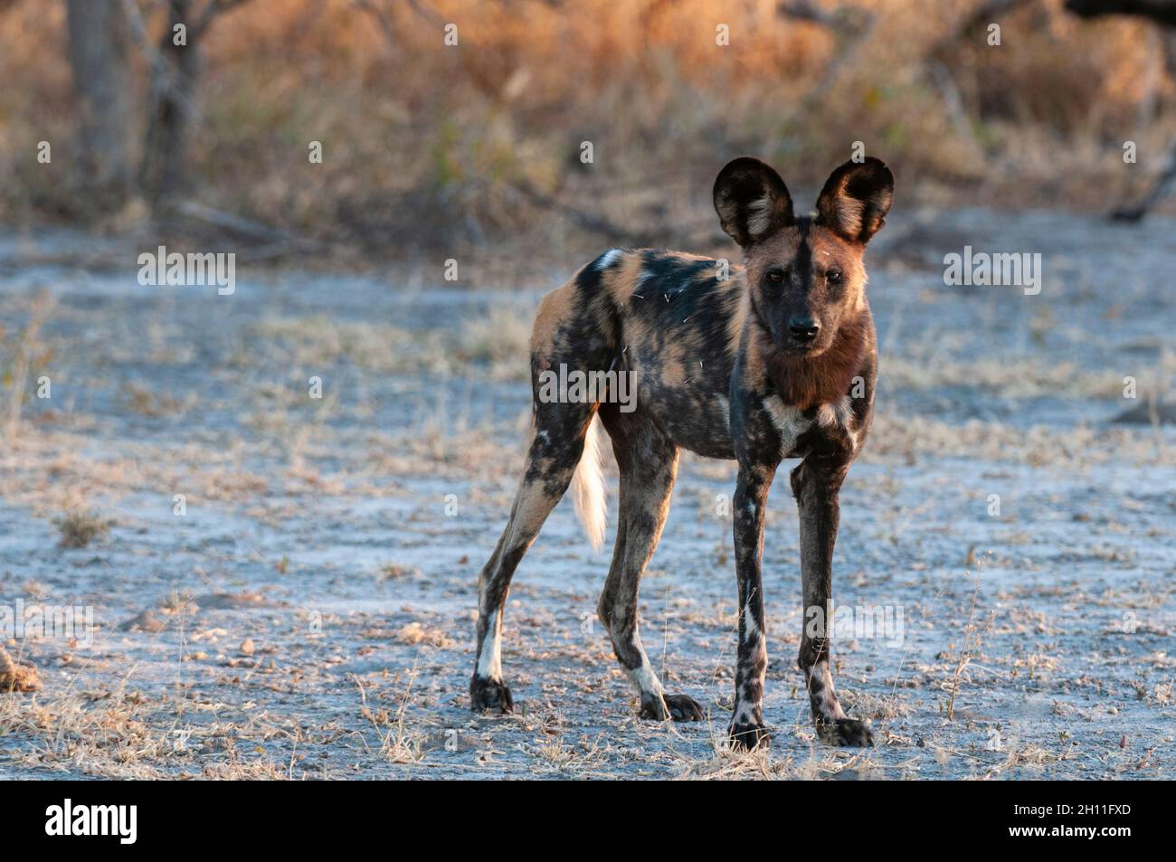 Ritratto di un cane africano in pericolo di caccia al mantello, o lupo dipinto, Lycaon pictus. Parco Nazionale di Nxai Pan, Botswana. Foto Stock