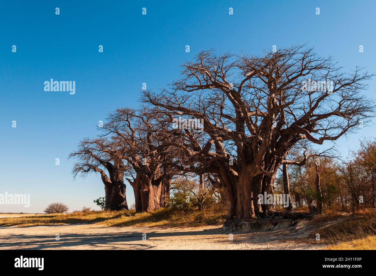 I baobab di Baines sono un gruppo di 7 baobab, specie di Adansonia, un arrangiamento insolito per questa specie. Essi sono anche noti come il SIS addormentata Foto Stock