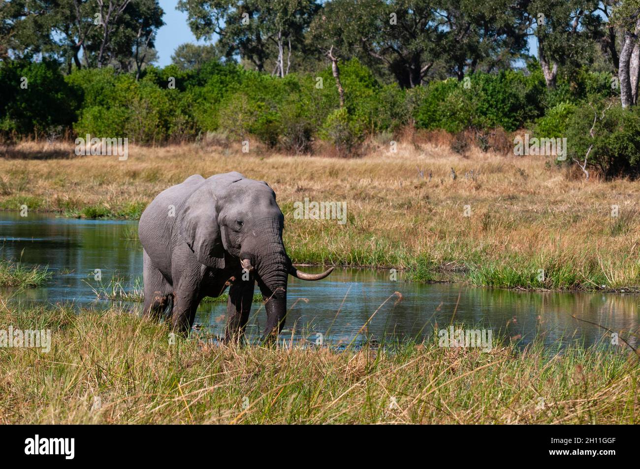 Un elefante africano, Loxodonta africana, su una riva del fiume Khwai. Fiume Khwai, Area concessione Khwai, Delta Okavango, Botswana. Foto Stock