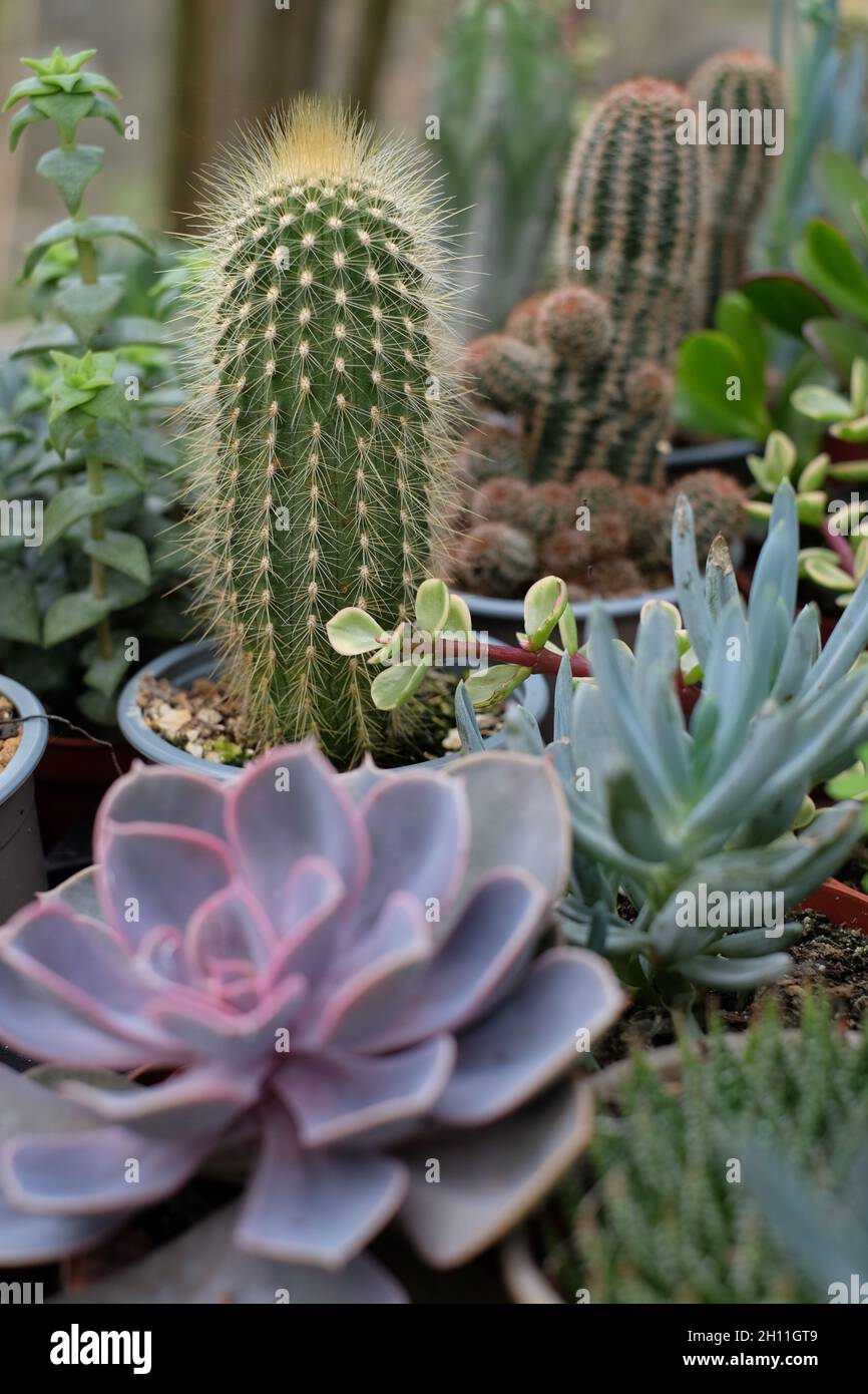 Cactus e piante grasse Foto Stock Cactus e piante grasse Foto Stock