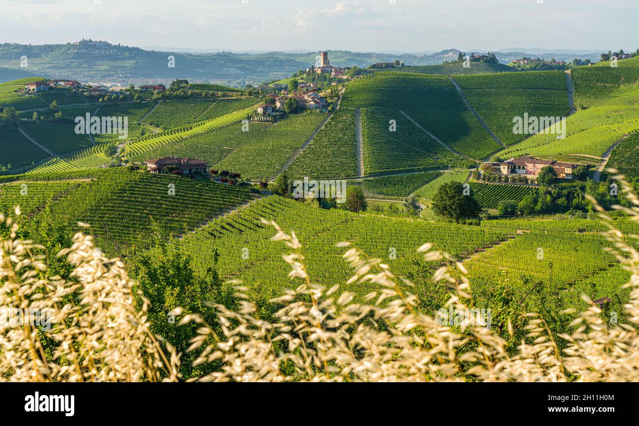 Splendide colline e vigneti che circondano il paese di Barbaresco nelle Langhe. Cuneo, Piemonte, Italia. Foto Stock