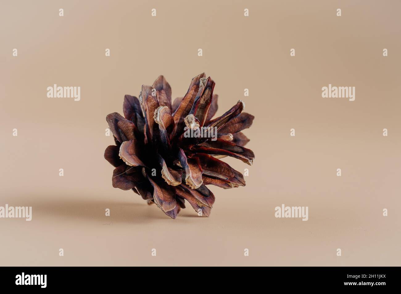 Cono di pino. Diverse tonalità di marrone, più scuro e più chiaro. Uno uniforme e solitario su un morbido sfondo arancione. Situato nel centro. Foto Stock
