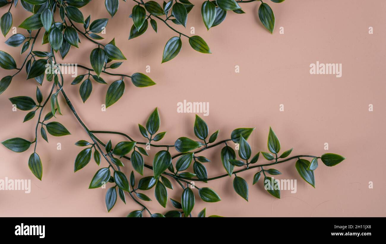 Pianta artificiale. Molte piccole foglie verdi sui rami, disposte su sfondo arancione chiaro sul lato sinistro del bordo superiore. Desktop di primavera Foto Stock