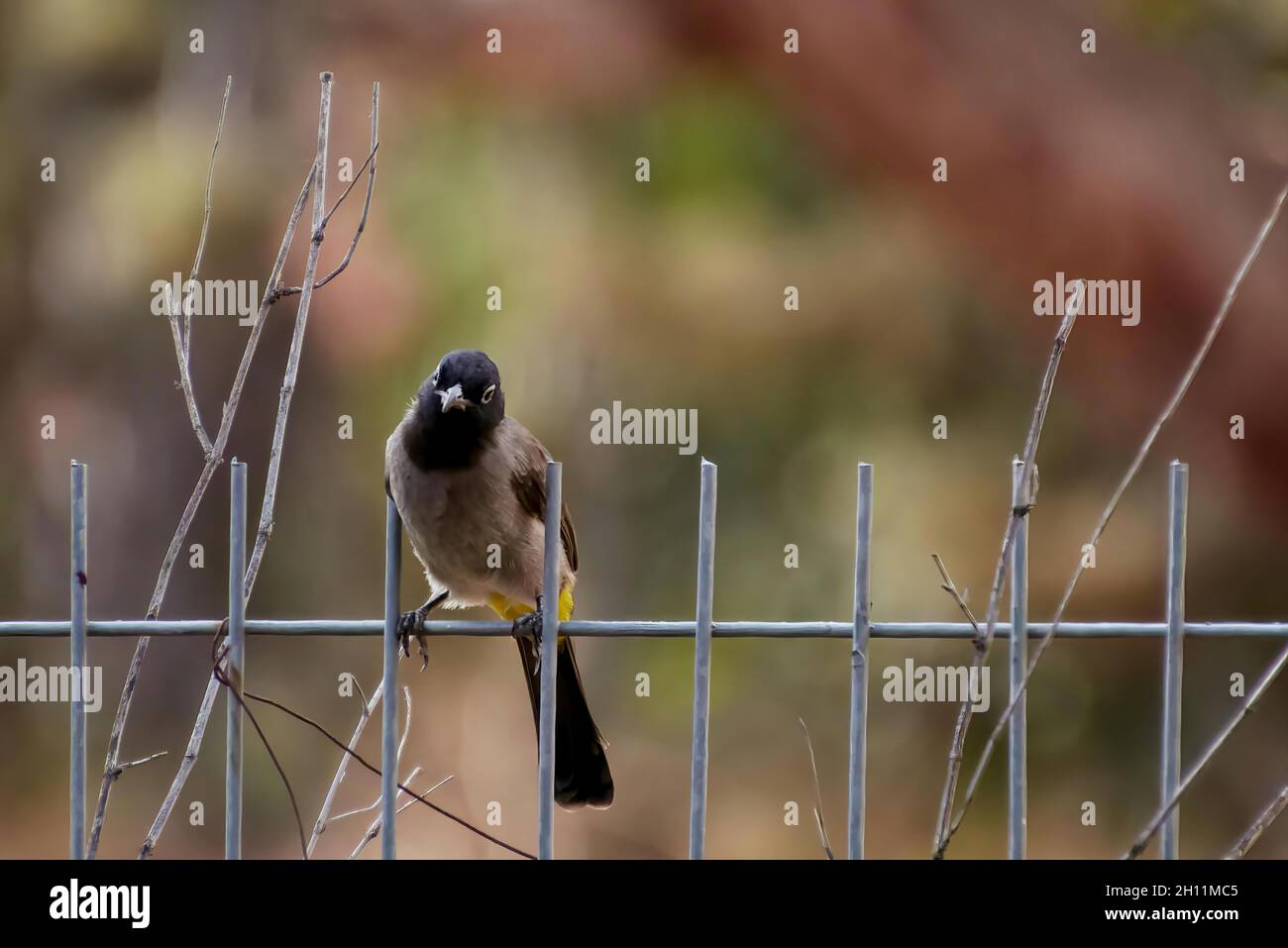 Il bar bulbul Pycnonotus, dal colore rosso, è un membro della famiglia bulbul dei passerini. Foto Stock