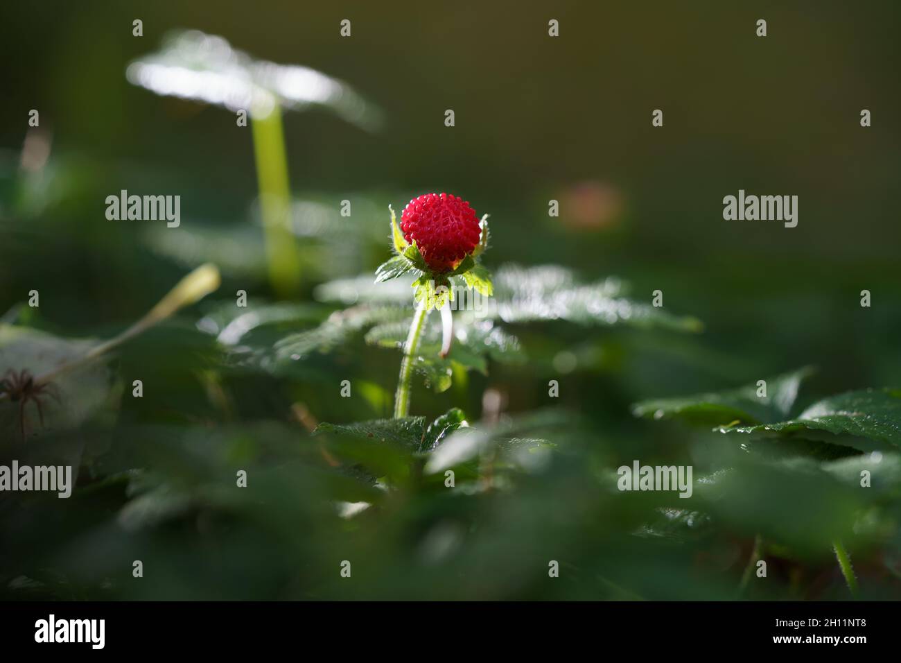 Fragole rosse e fiori bianchi in prato selvatico, primo piano. Cespuglio di fragole selvatiche nella foresta. Foto Stock