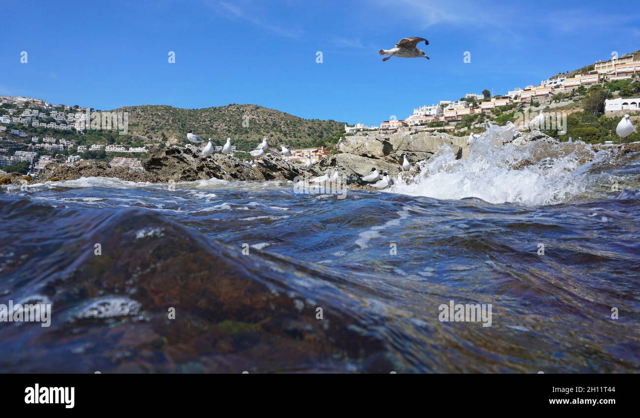 Uccelli marini Gabbiani mediterranei su una costa rocciosa vista dalla superficie d'acqua, Spagna, Costa Brava, Catalogna, Roses Foto Stock