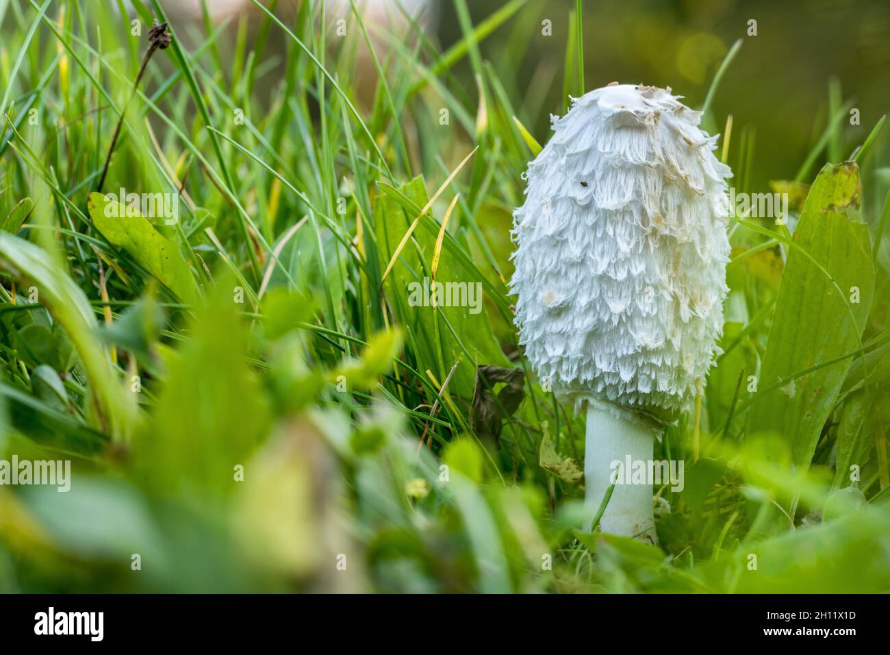 Coprinus comatus shaggy inchiostro cappuccio in verde prato, copia spazio copyspace Foto Stock