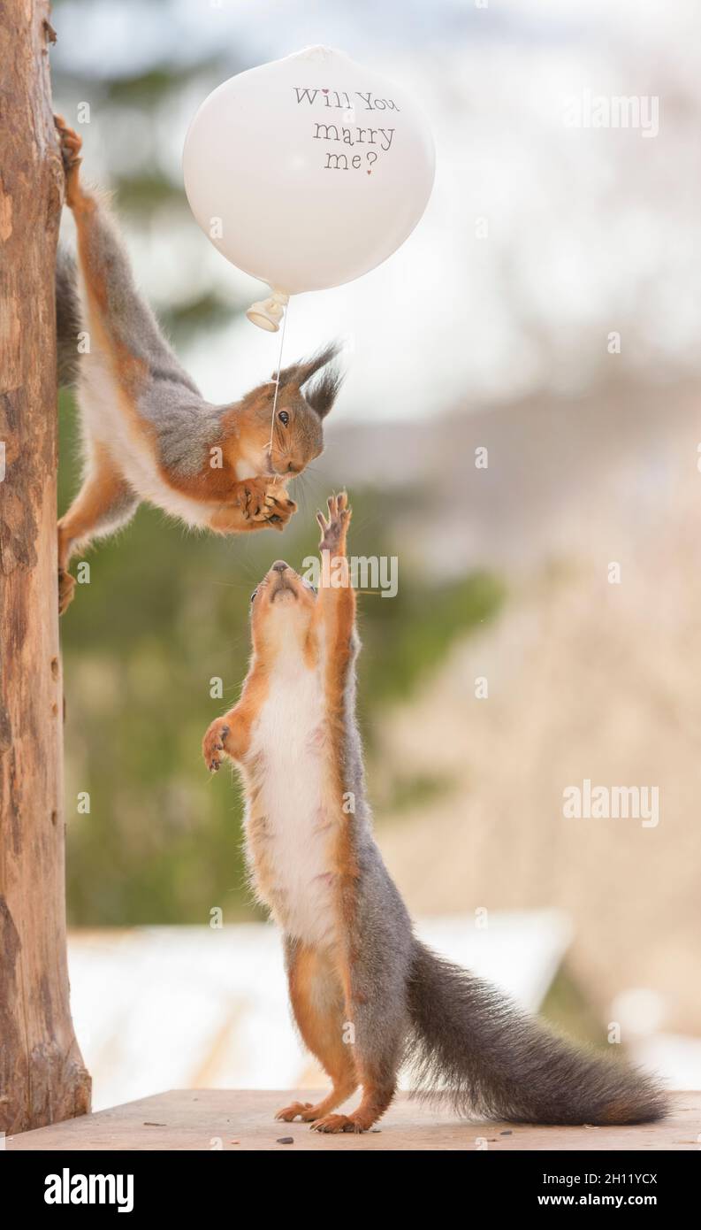 gli scoiattoli rossi sono in piedi con palloncino con testo che mi sposerete Foto Stock