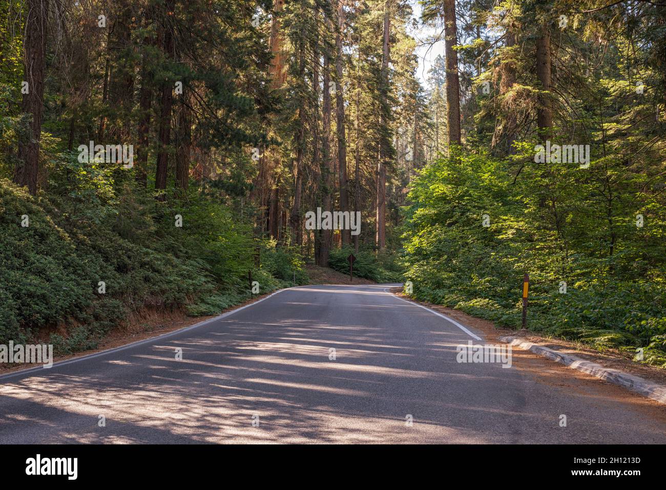 Foresta e vista degli alberi giganti di sequoia da lungo la strada Generals. Sequoia e Kings Canyon National Parks. Aeroporto di Tulare County, California, USA. Foto Stock