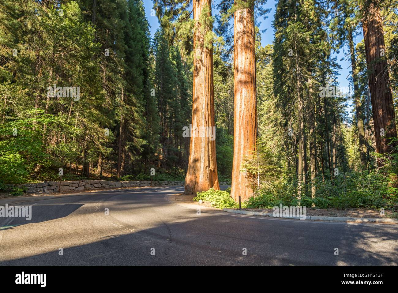 Foresta e vista degli alberi giganti di sequoia da lungo la strada Generals. Sequoia e Kings Canyon National Parks. Aeroporto di Tulare County, California, USA. Foto Stock