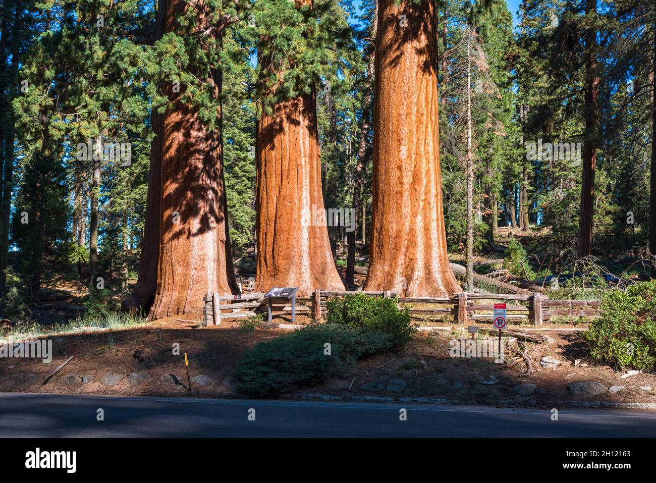 Sequoia alberi. Sequoia e Kings Canyon National Parks. Aeroporto di Tulare County, California, USA. Foto Stock
