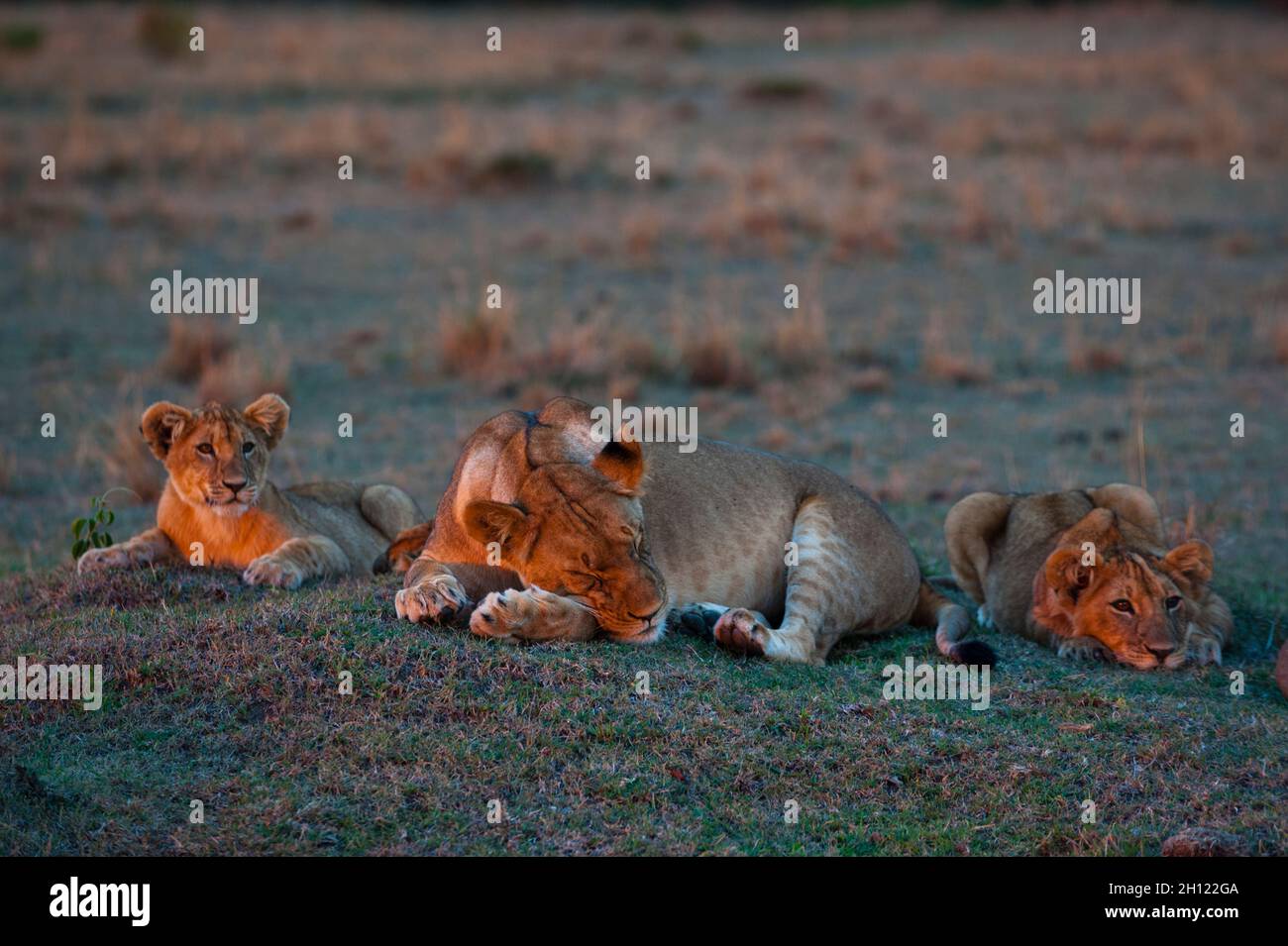 Ritratto di una leonessa dormiente, Panthera leo, con i suoi cubetti al tramonto. Masai Mara National Reserve, Kenya. Foto Stock