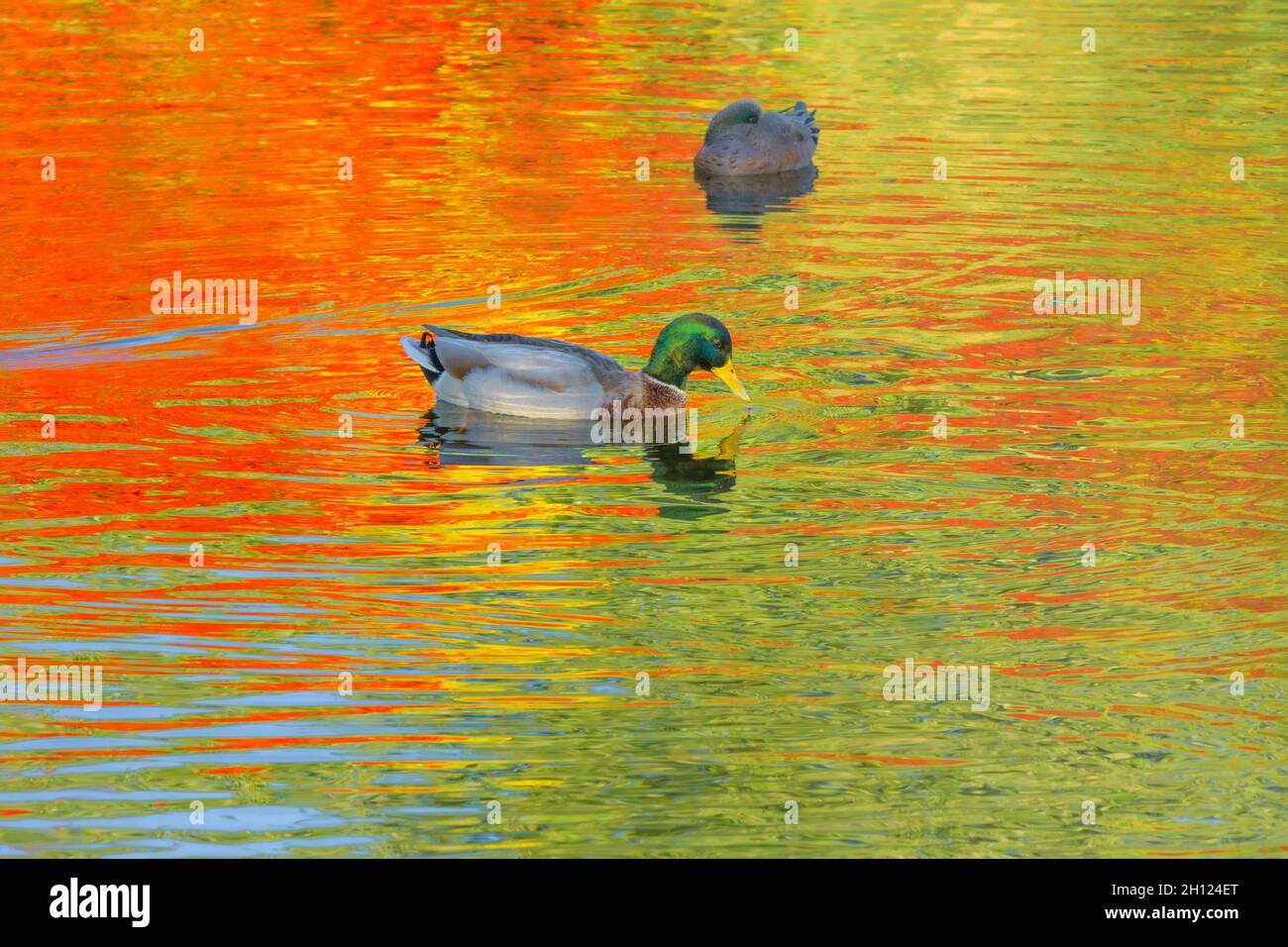 Mallard anatra, riflessi di colore autunno, stagno, acqua. Foto Stock