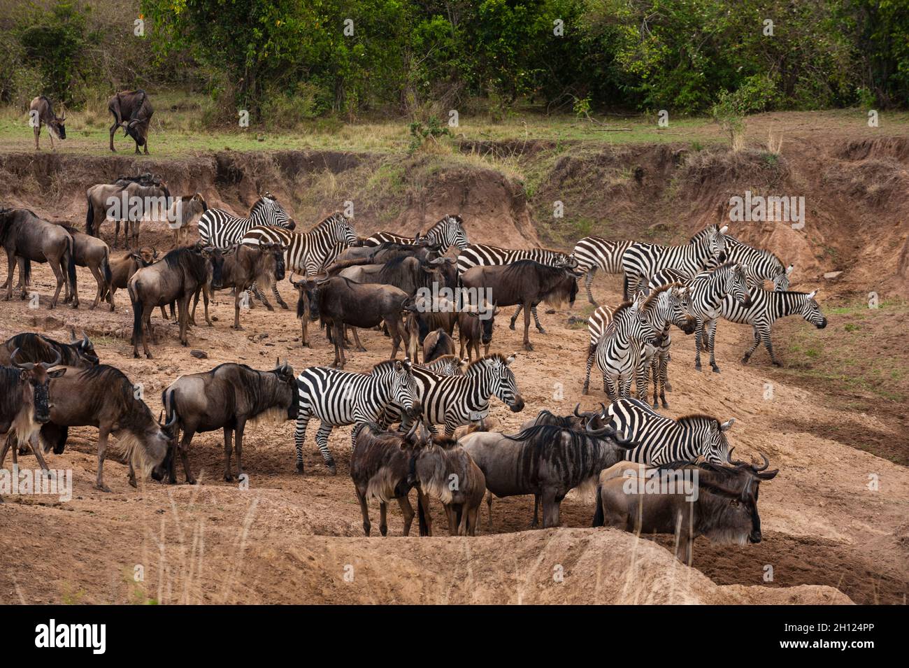 Migrazione Zebre comuni, Equus quagga, e wildebeests, Connochaetes taurinus, che si avvicina il fiume Mara. Fiume Mara, Masai Mara National Reserve, KE Foto Stock