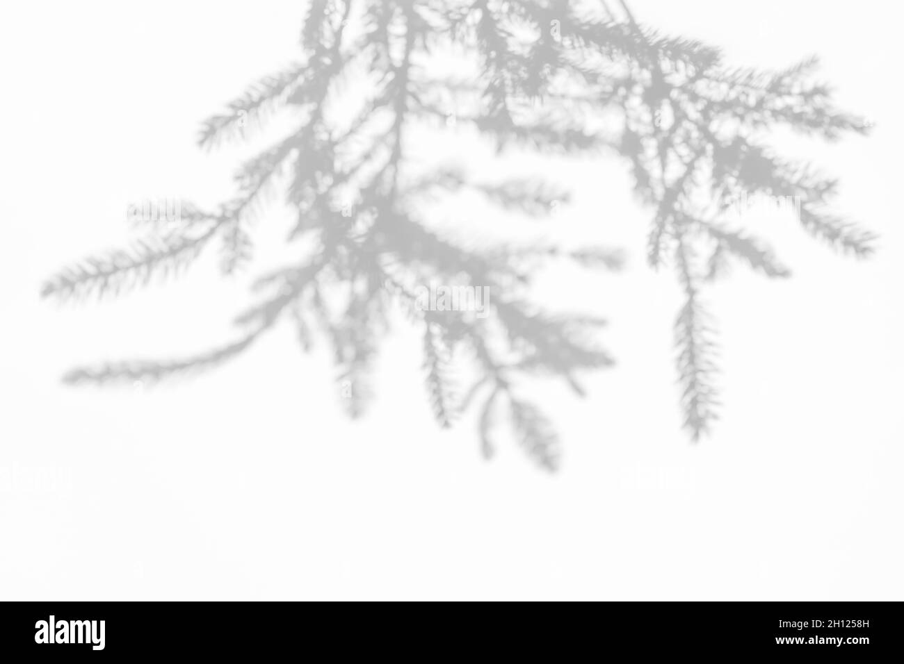 Effetti di sovrapposizione delle ombre per il branding. Mockup. Scene di illuminazione naturale. Ombre grigie di rami di abete rosso su un muro bianco. Foto Stock