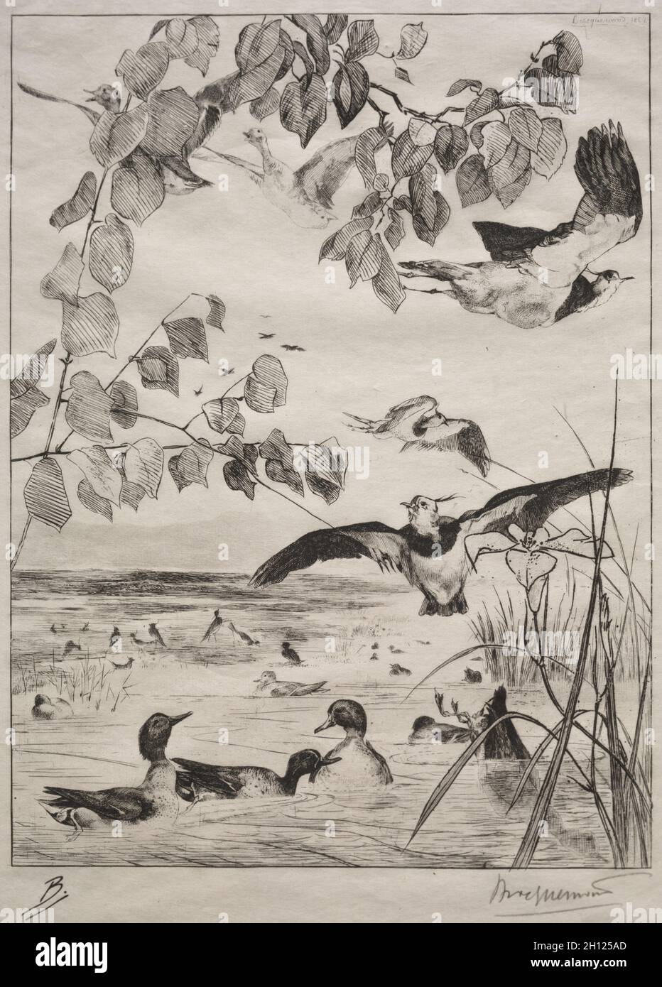 Lapwings e Teals, 1862. Félix Bracquemond (francese, 1833-1914), Alfred Cadart (francese, 1825-1875). Incisione; foglio: 40 x 27.9 cm (15 3/4 x 11 poll.); piastra: 29.3 x 20.6 cm (11 9/16 x 8 1/8 poll.). Foto Stock