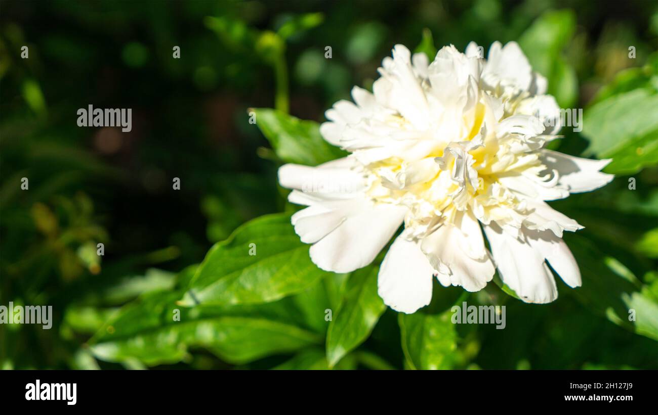 Il primo piano di una peonia bianca sfocata con un nucleo giallo, come se fosse incandescente dall'interno, cresce in giardino in una giornata estiva soleggiata. Giardinaggio concep Foto Stock