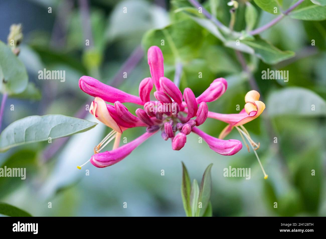 Fiore singolo di Goldflame honeysuckle, Lonicera x heckrottii, in estate. Kansas, Stati Uniti. Foto Stock